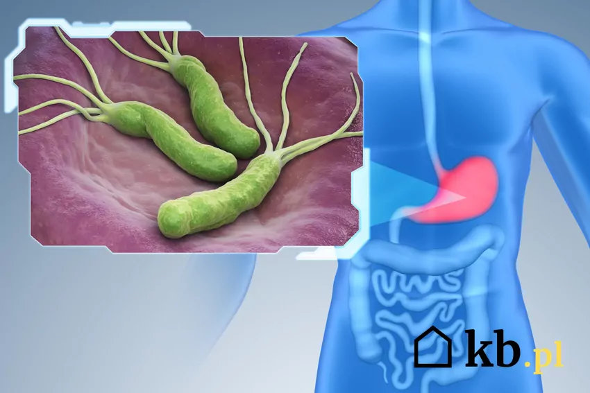 Helicobacter pylori - cennik