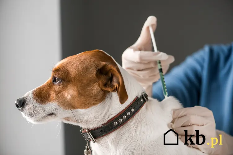 Cena za szczepienie psa w ponad 160 miastach w całej Polsce
