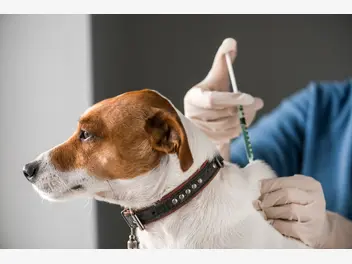 Fotografia ilustrująca cena za szczepienie psa w ponad 160 miastach w całej polsce