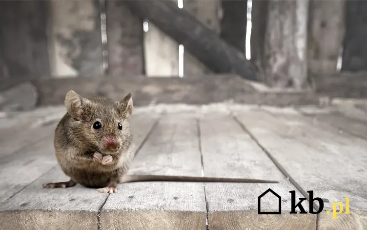 Cennik zwalczania myszy w ponad 160 miastach w całej Polsce