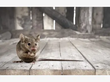 Fotografia ilustrująca cennik zwalczania myszy w ponad 160 miastach w całej polsce