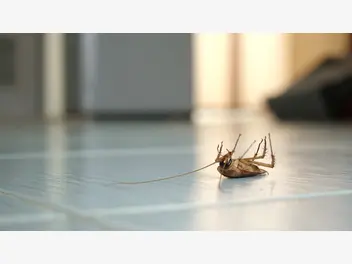 Fotografia ilustrująca cennik dezynsekcji prusaków, karaluchów i mrówek w ponad 160 miastach