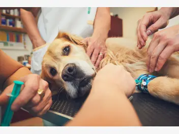 Fotografia ilustrująca cena eutanazji psa lub kota - sprawdź, ile kosztuje taki zabieg
