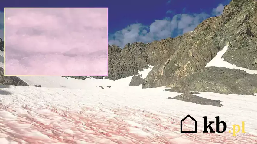 Różowy śnieg w górach USA