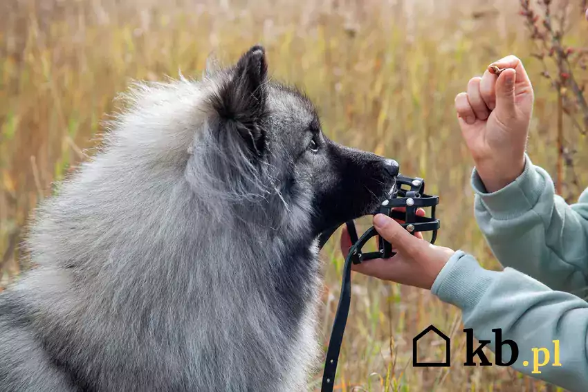 Właściciel zakłada psu kaganiec