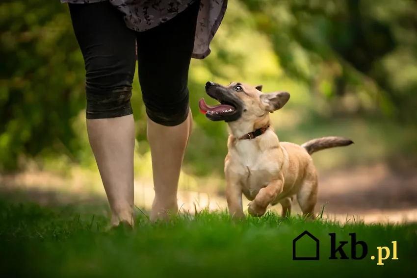 Spacer z psem wymaga odpowiedzialności – nie zostawiaj po nim bałaganu Pies spacerujący przy nogach właścicielki
