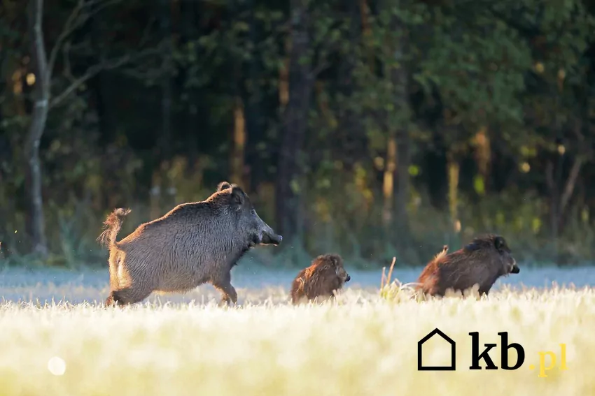 Dziki znajdujące się na polu