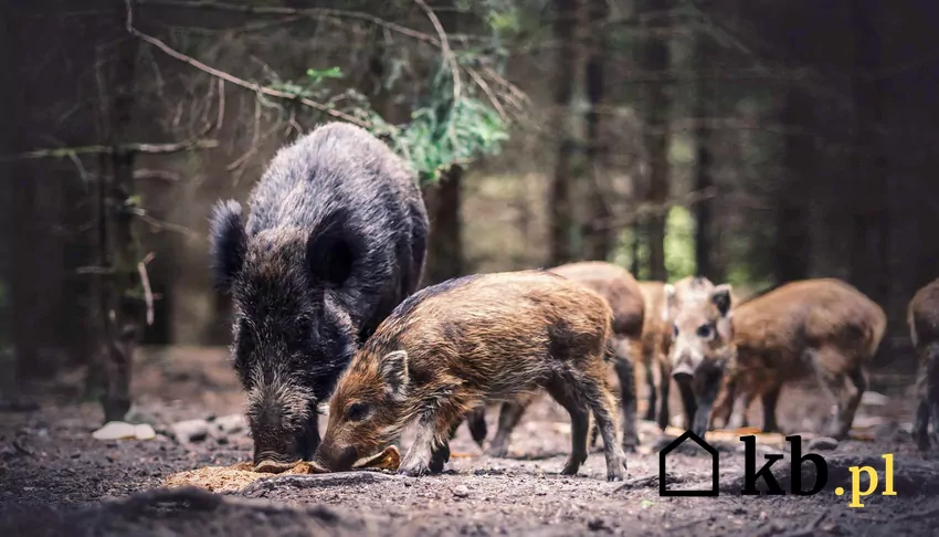 Dziki wędrujące przez las