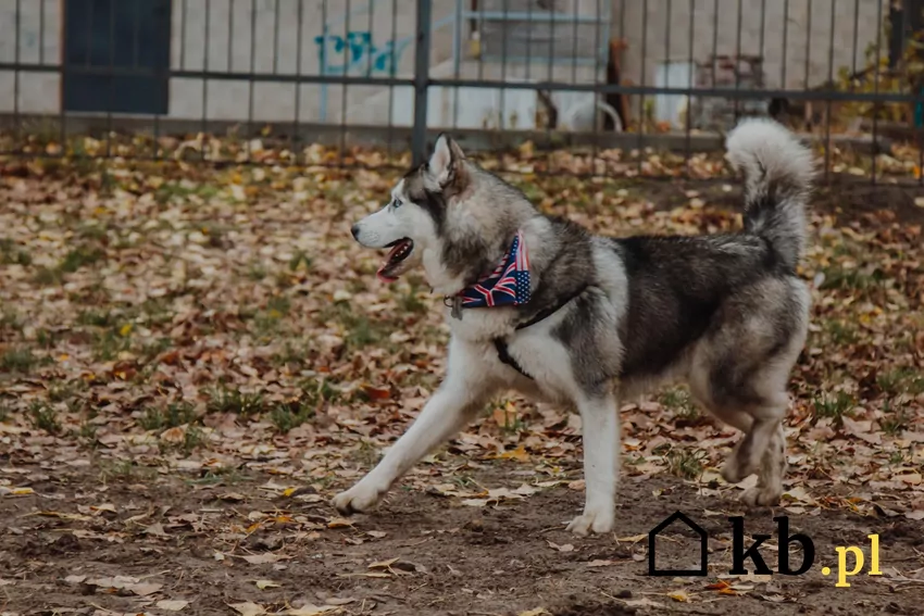 Husky na spacerze