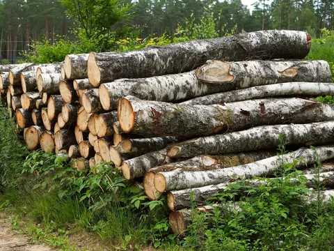 Jak kupić drewno z nadleśnictwa
