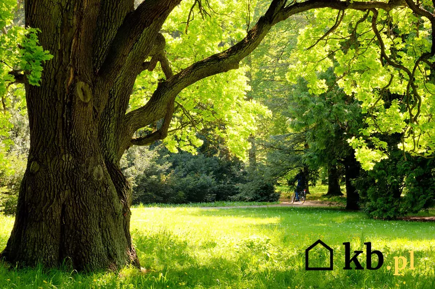 Dąb – klasyka w meblarstwie i wnętrzach, słynie z trwałości i elegancji drzewo dębowe