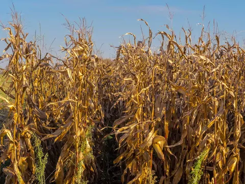 Palenie kukurydzą w piecu jako alternatywa dla pelletu