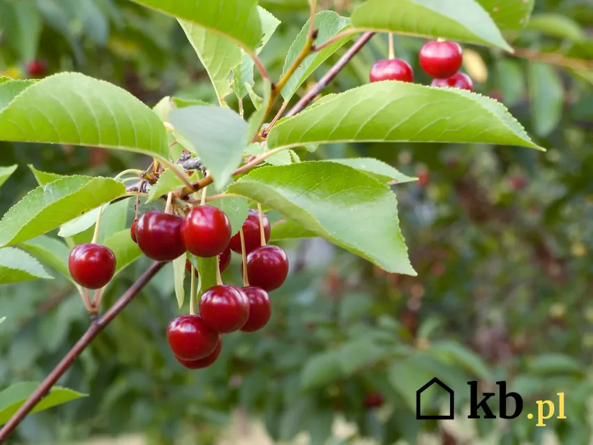 Pestki wiśni – ekologiczne paliwo o kaloryczności zbliżonej do pelletu Pestki owoców