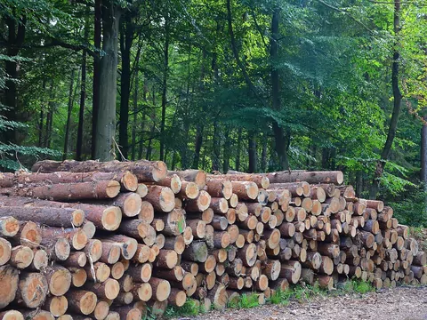 Które drewno opałowe daje najwięcej ciepła?