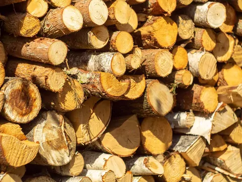 Drewno z drzew leszczyny