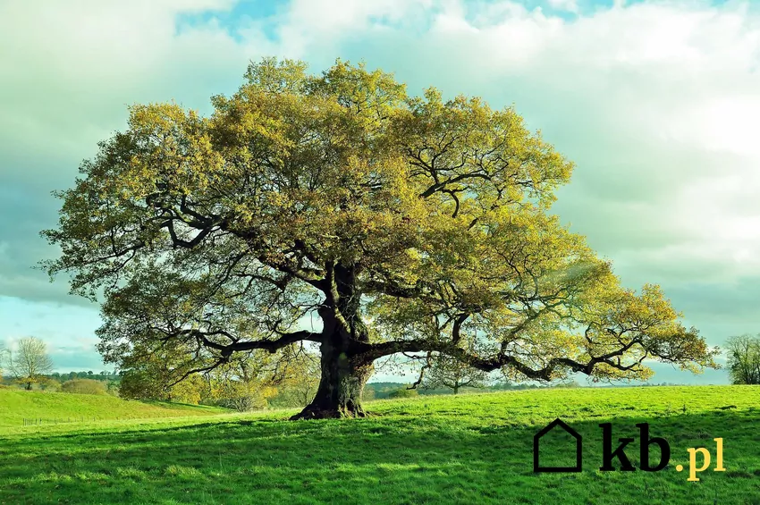 Gałęzie dębu – drewno o dużej gęstości, trudne do szybkiego rozpalenia Gałęzisty pokrój dębu