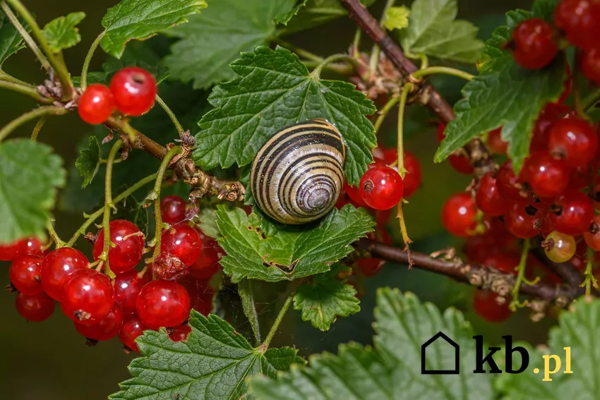 Ślimak atakujący liście porzeczki