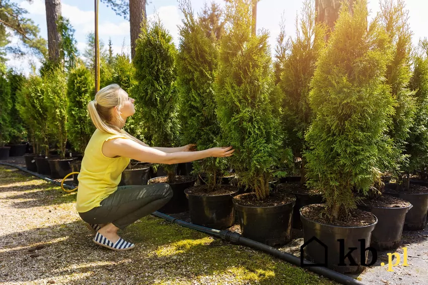 Kobieta wybierająca sadzoki tui