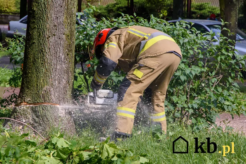Robotnik ścinający drzewo