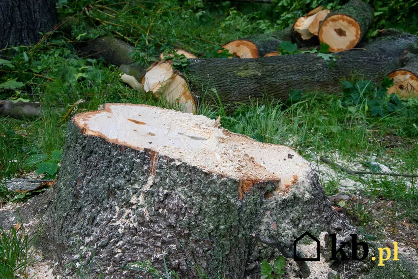 Zanim sięgniesz po piłę, sprawdź, czy drzewo nie rośnie w parku, przy zabytku lub na terenie objętym ochroną Pień ściętego drzewa
