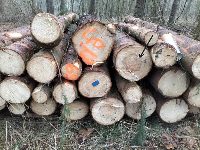Drewno opałowe w leśnictwie
