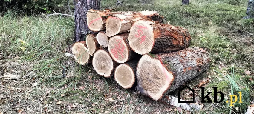Grube wałki drewna opałowego gwarantują większą wartość energetyczną przy spalaniu Zaletą drewna zrębowego jest wyrób ze starych drzew