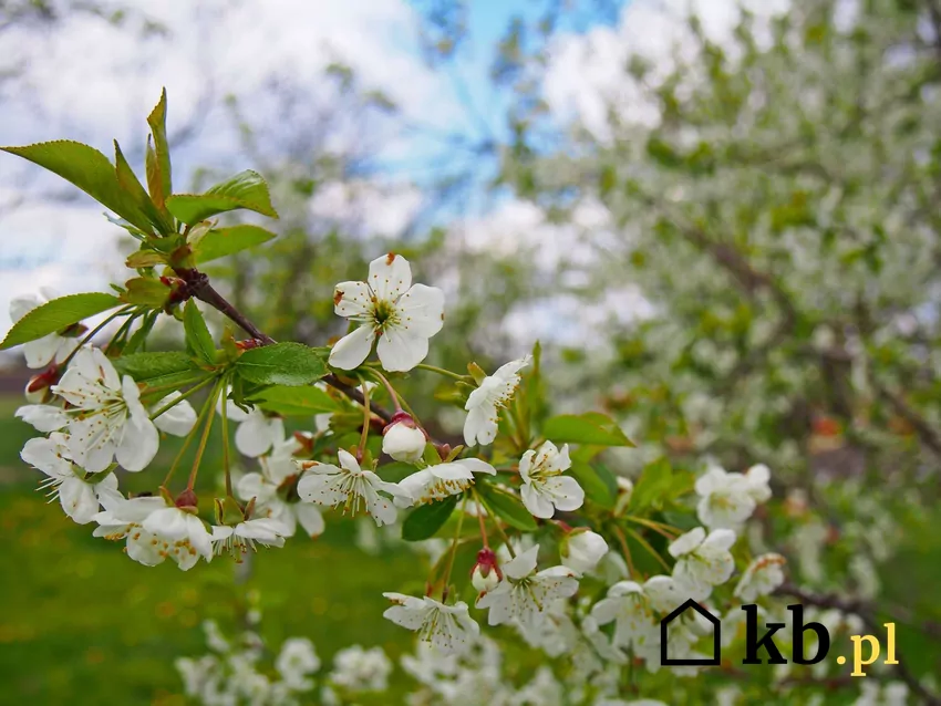 Opryski większości drzew owocowych należy wykonać na początku kwietnia Drzewa owocowe kwitnące w ogrodzie należy opryskiwać jeszcze przed kwitnieniem