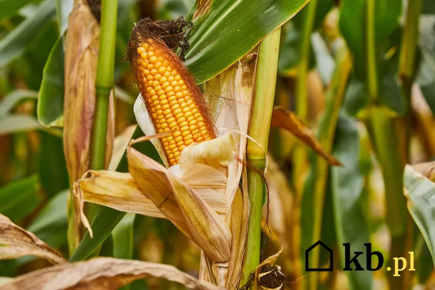 Ziarna zbóż i kukurydzy mogą być spalane piecach na pellet Zboża, kukurydza, a nawet pestki owoców mogą służyć jako biopaliwo