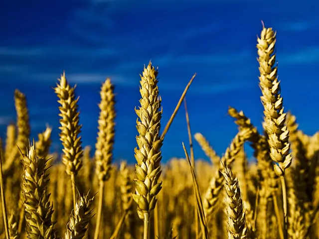 Palenie owsem w piecu na biomasę