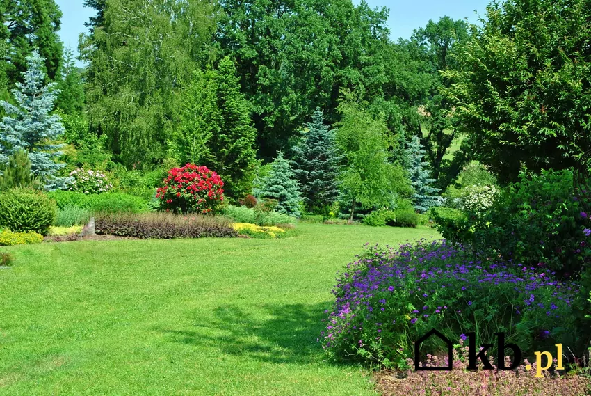 Zadbany i zielony ogród z różnymi krzewami i roślinami