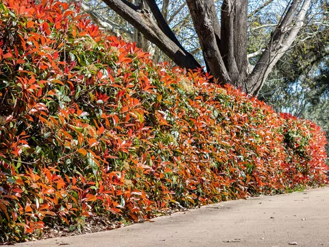 Głogownik na żywoplot
