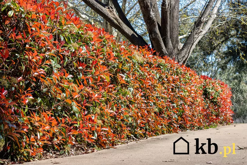 Żywopłot z czerwonymi liśćmi z głogowc rosnący w ogrodzie