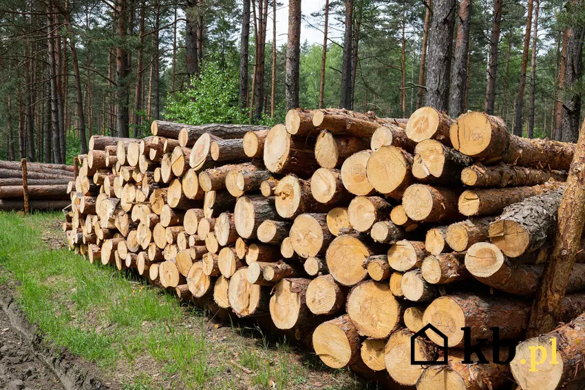 Nowe przepisy dotyczące drewna energetycznego to krok w stronę bardziej zrównoważonego wykorzystania zasobów leśnych i ochrony środowiska. drewno leśne ułożone na ziemi