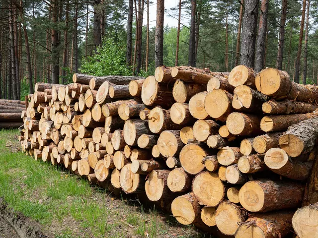Nowe przepisy dotyczące drewna energetycznego
