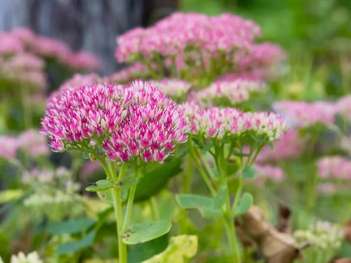 Rozchodnik okazały w ogrodzie