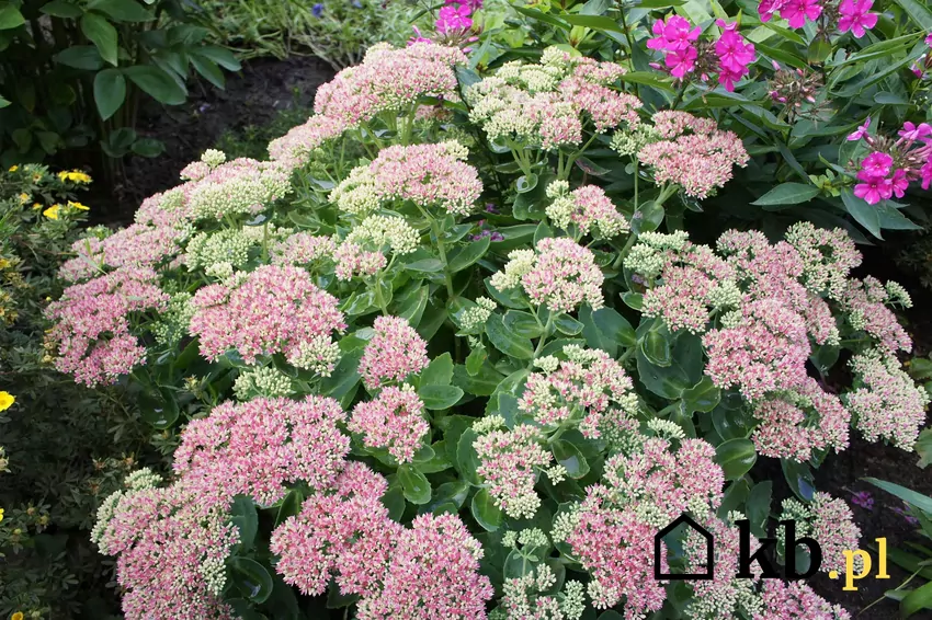 Rozchodnik okazały w czasie kwitnienia