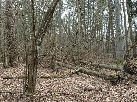 Tak postępuj gdy zgubisz się w lesie
