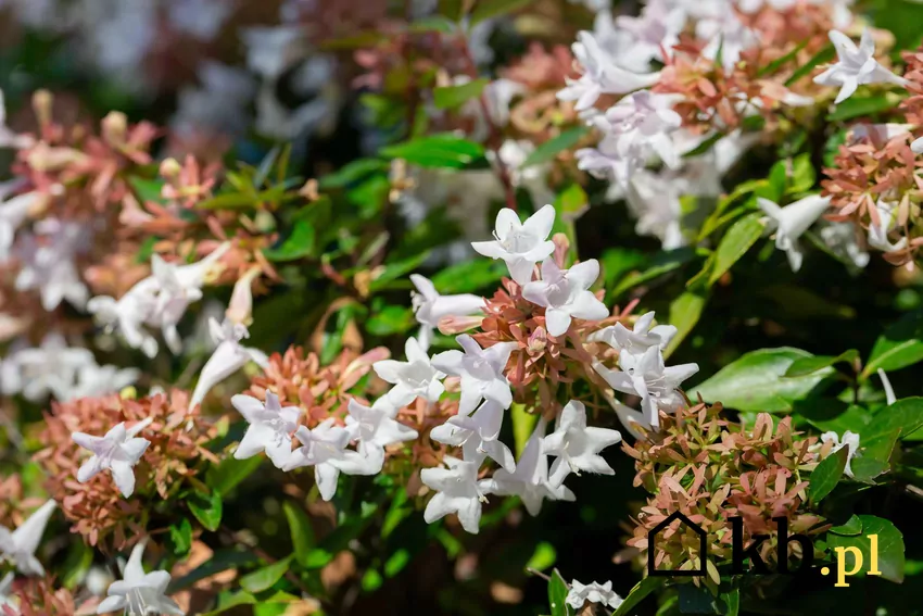 Abelia w czasie kiwtnienia cała jest obsypana drobnymi kwiatami Abelia w ogrodzie w czasie kwitnienia
