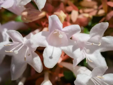 Abelia w ogrodzie