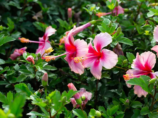 Hibiskus w ogrodzie