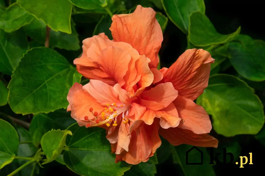 Hibiskus o pomarańczowych kwiatach to piękna dekoracja w ogrodzie Pomarańczowy hibiskus w ogrodzie