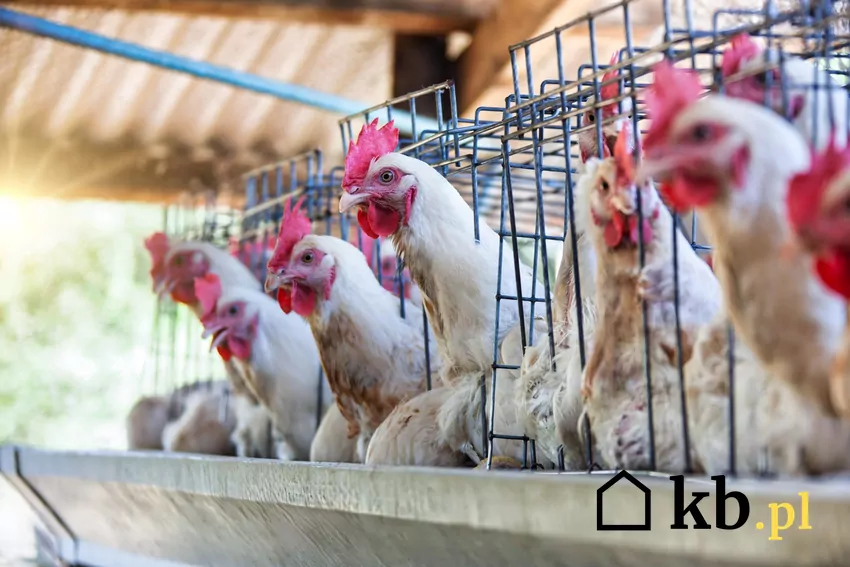 Jajka z chowu klatkowego są mniej wartościowe Kury w klatkach