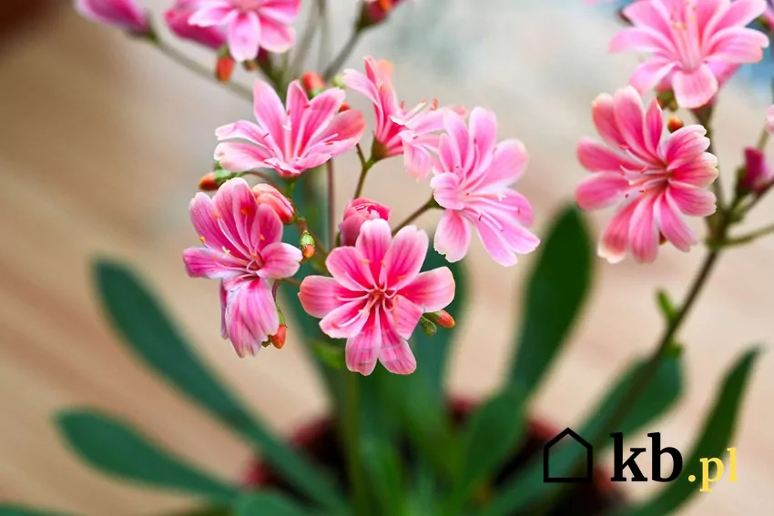 Lewizja ma delikatne, różowe kwiaty, które zdobią balkon do jesieni Kwiaty lewizji na balkonie
