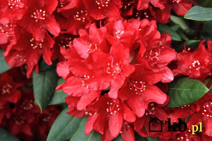 Rododendrony będą kwitły intensywniej, jeśli zadbasz o intensywne nawożenie Czerwone kwiaty rododendronów