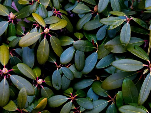 Rododendron nie kwitnie
