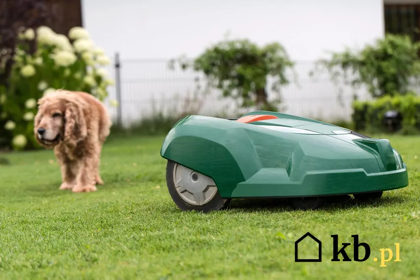 Robot koszący i pies