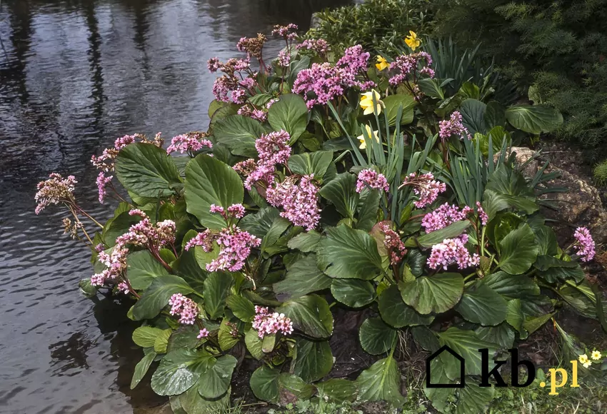 Bergenia lubi zacienione miejsca i brzegi zbiorników wodnych Bergenia o fioletowych kwiatach