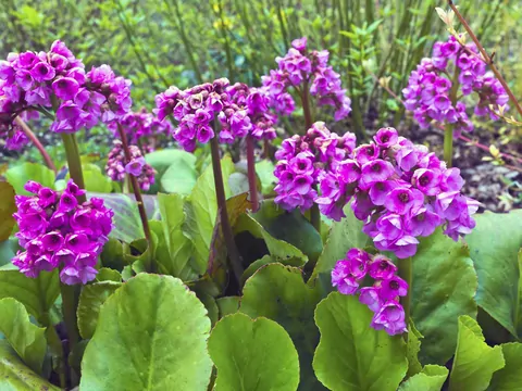 Bergenia sercowata w ogrodzie