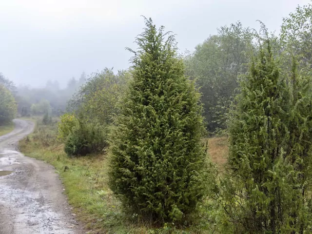Jałowiec w ogrodzie