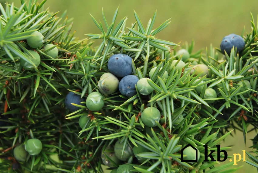 Jałowiec pospolity i zbliżenie na jego igły, a także uprawa, pielęgnacja, sadzenie i porady ogrodnicze